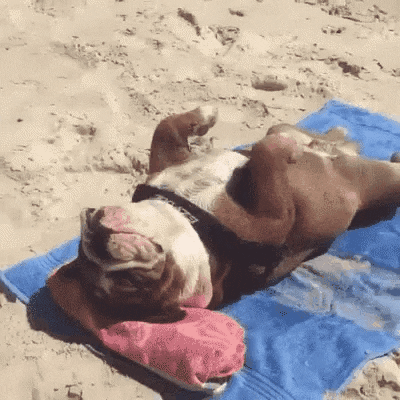 dog under the sun
