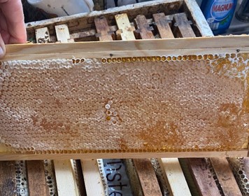honey comb containing honey. Honey can be used in skincare and cosmetics 