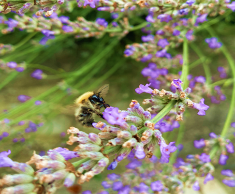 Honey bee on lavender. Honey can be used in skincare and cosmetics 