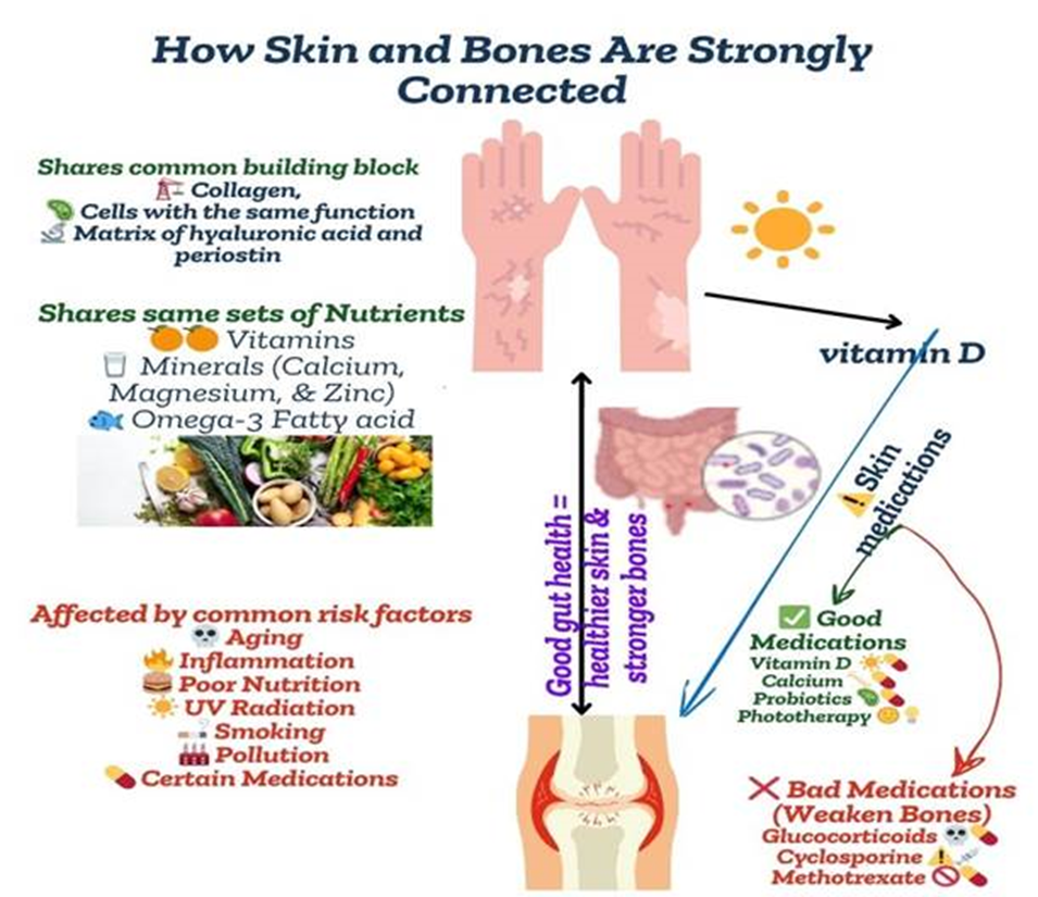 Figure 3: Summary diagram of skin–bone crosstalk interactions