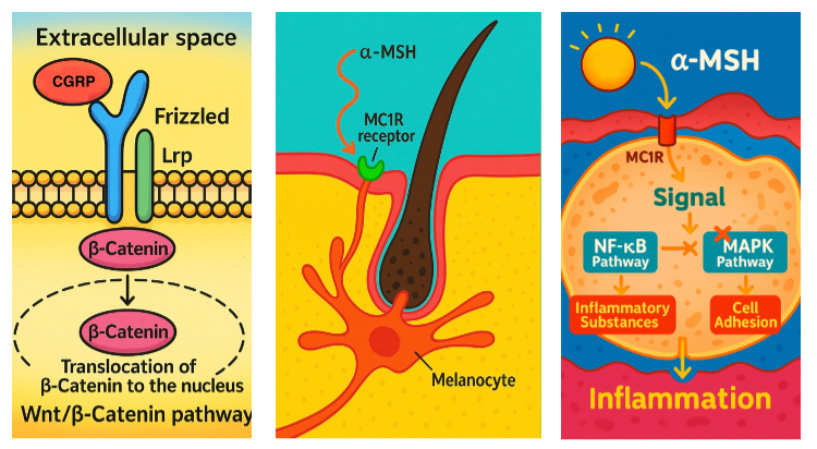 The different mechanisms of action of neuropeptides at the hair follicle level