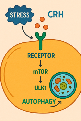 Mechanism of action of CRH at hair follicle level