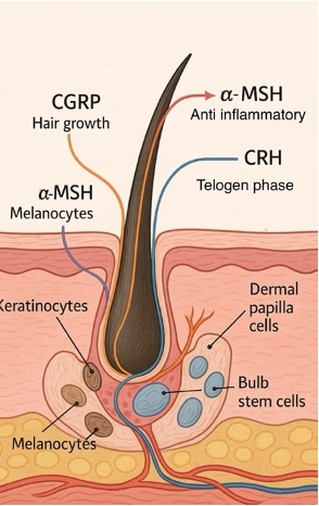 Function of the main neuropeptides acting at the hair follicle level